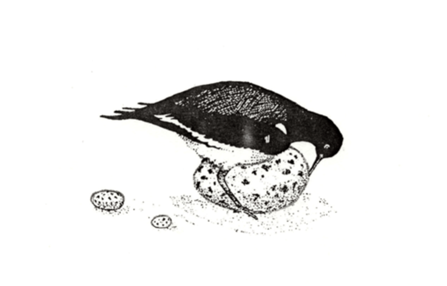 <p>releaser</p>