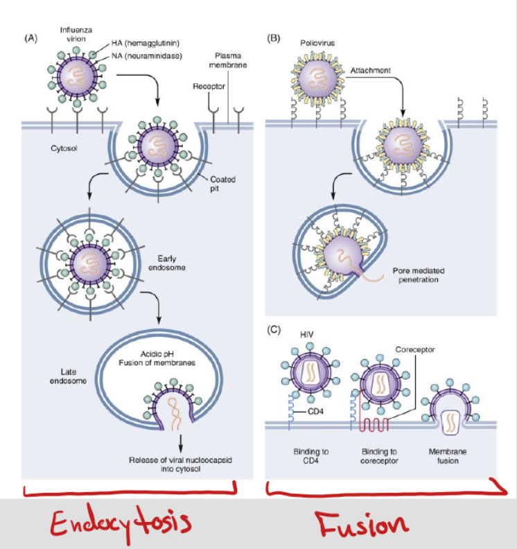 <p>There are 2 types of viral entry:</p><ol><li><p>Endocytosis - Virus is engulfed by the cell through a vesicle. </p></li><li><p>Fusion - The virus envelopes with the host cell </p></li></ol><p></p>