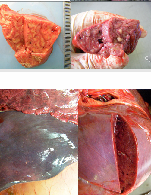 <p>Jaundice - markedly increased clear yellow fluid in thorax and pericardium</p><p>Thymic necrosis - turns cream/tan colour, liquefaction</p><p>Pulmonary consolidation</p><p>Multifocal hepatic necrosis</p><p>Intranuclear inclusion bodies in hepatocytes</p>