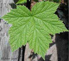 <p>The sizeable palmate <strong>leaves</strong> measure between 10 and 20 cm (4” to 8”) across with five lobes that are somewhat reminiscent of a maple <strong>leaf</strong>. Fine hairs are on both of the <strong>leaf</strong>, making it soft to the touch. Looks similar to maple leaf, but hairy</p>