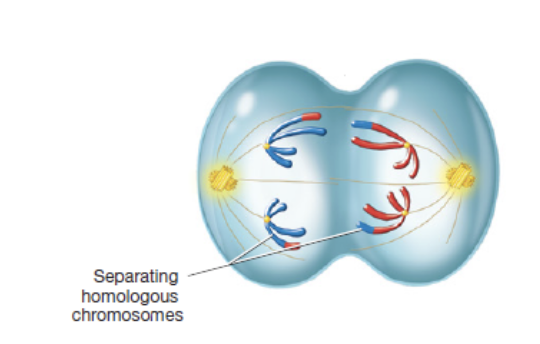 <p>third phase of meiosis I in which homologous chromosomes separate</p>