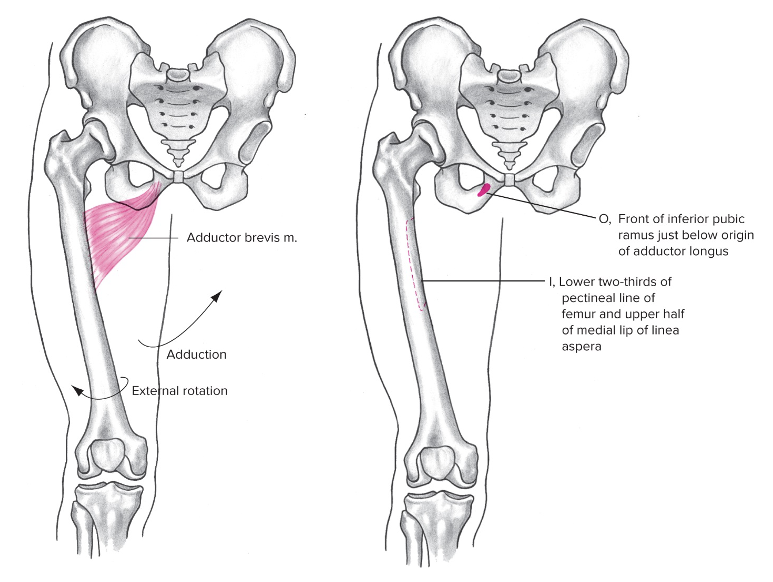 Medial

Origin: pubis

Insertion: upper shaft of medial anterior femur 

Action at the hip: Adduction (thigh), external rotation 