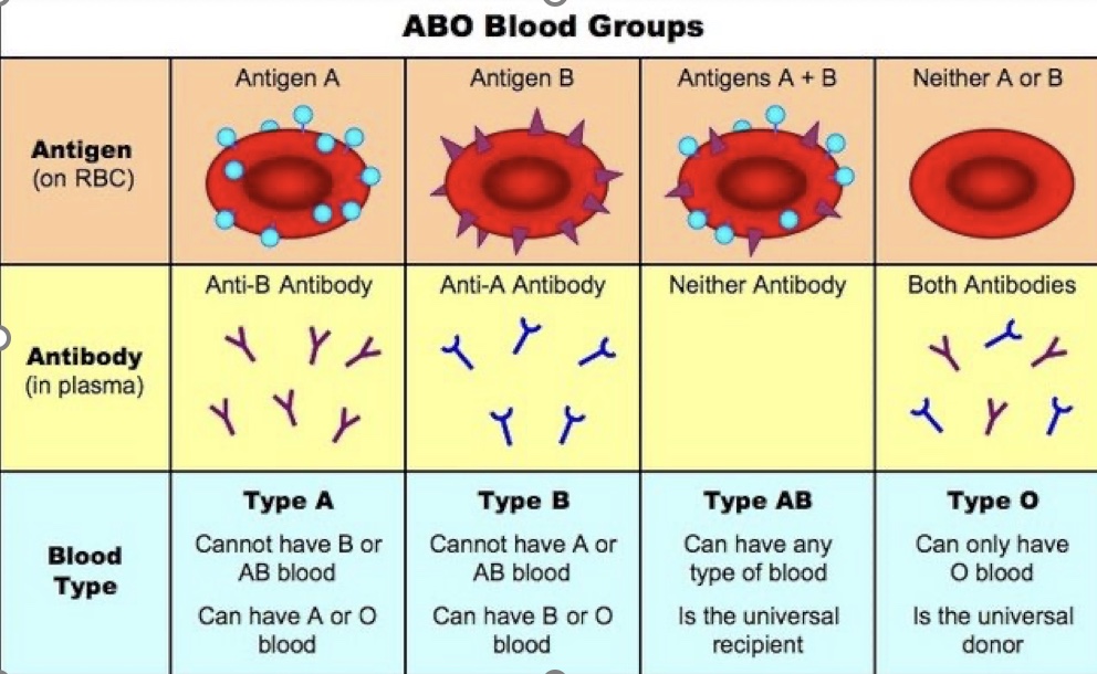 <p><span>Co-dominant alleles – both alleles are expressed within the phenotype.</span></p>