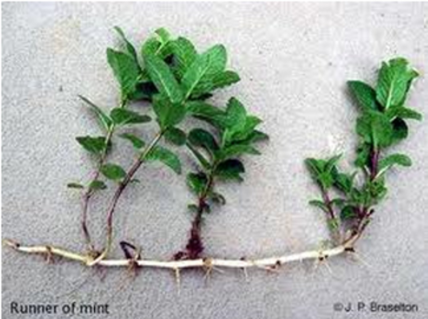 <p>n., plants</p>