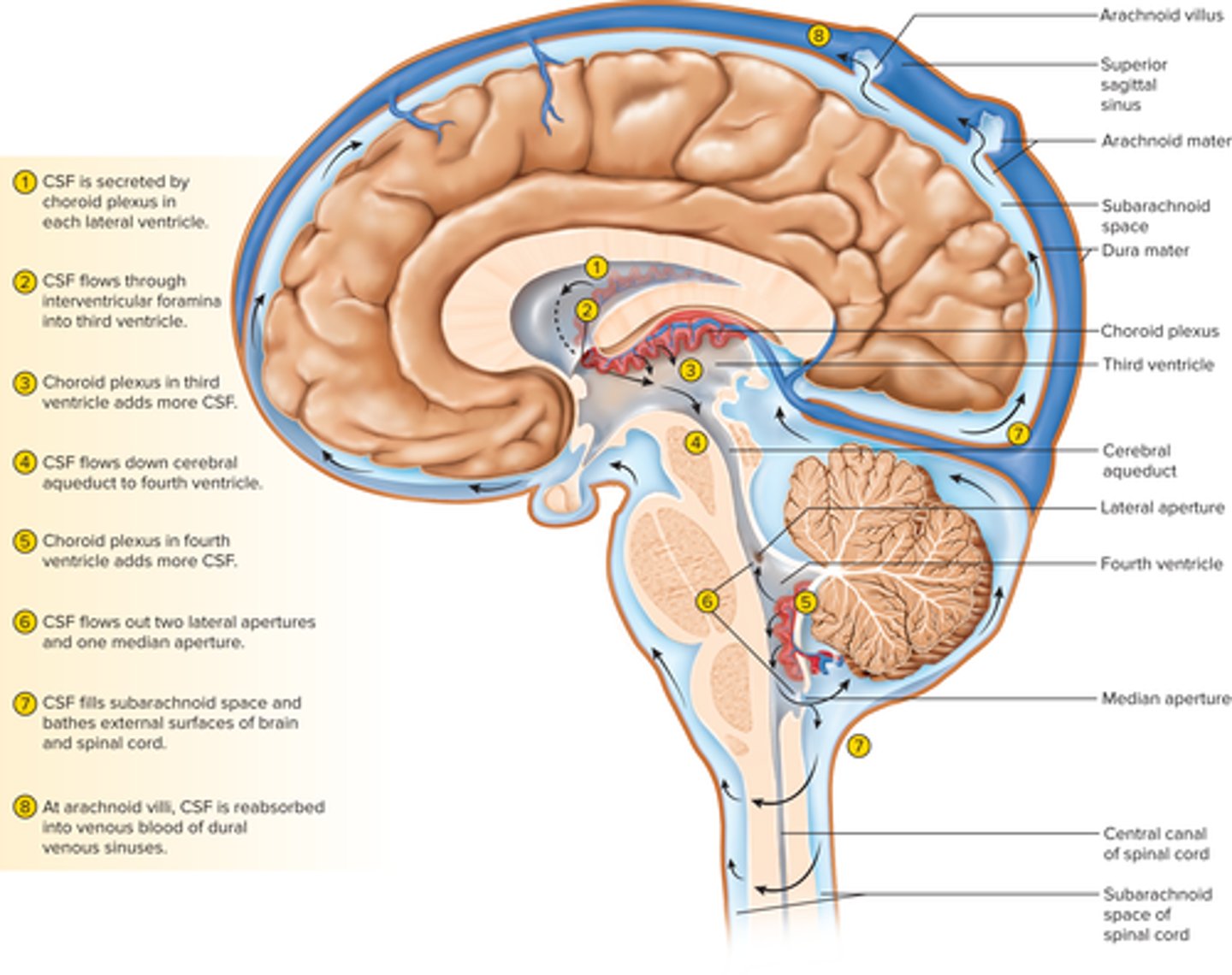 <p></p><p>• Ependyma—Produces cerebrospinal fluid</p><p>• Cerebrospinal fluid (CSF)—clear, colorless liquid that fills the ventricles and canals of CNS and bathes external surface in subarachnoid space</p><p>Production: filtration of blood plasma through capillaries of the brain, so</p><p>CSF has more sodium and chloride than plasma, but less potassium, calcium, glucose, and very little protein</p><p></p><p>2)CSF flows through interventricular foramina into third ventricle.</p><p>3)Choroid plexus adds more CSF.</p><p>4)CSF flows down cerebral aqueduct to</p><p>fourth ventricle.</p><p>5)Choroid plexus in fourth ventricle adds more CSF.</p><p>6)CSF flows out two lateral apertures and one median aperture.</p><p>7)CSF fills subarachnoid space and bathes external surfaces of brain and spinal cord.</p><p>8)At arachnoid villi, CSF is reabsorbed into venous blood of dural venous sinuses</p><p>• Functions of CSF</p><ul><li><p>Buoyancy: Allows brain to attain considerable size without being impaired by its own weight</p></li><li><p>Protection: Protects the brain from striking the cranium when the head is jolted</p></li><li><p>Chemical stability: rinses away metabolic wastes from nervous tissue and maintains homeostasis</p></li></ul><p></p>