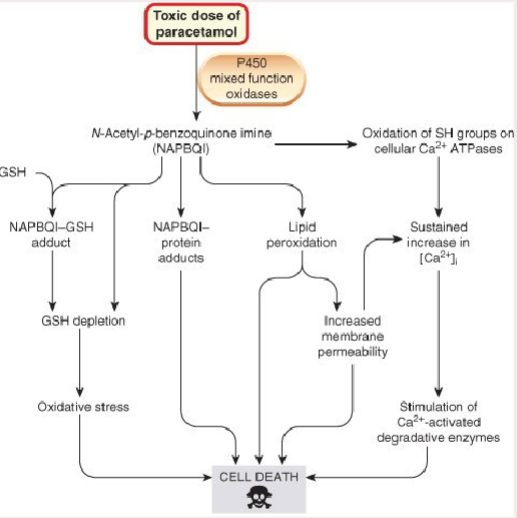<p>When CYP2E1 and CYP3A4 are induced by alcohol, a greater amount of paracetamol is converted to NAPQI.</p><p>CYP1A2, CYP2E1 and CYP3A4 are the p-450 isoforms which Oxidise paracetamol to NAPQI.</p><p>Hence in alcohol abusers, toxicity can occur with only slightly greater than recommended doses of paracetamol</p>