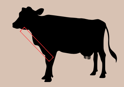 <p>area of the base of the neck between the front legs that covers the cranial end of the sternum</p>