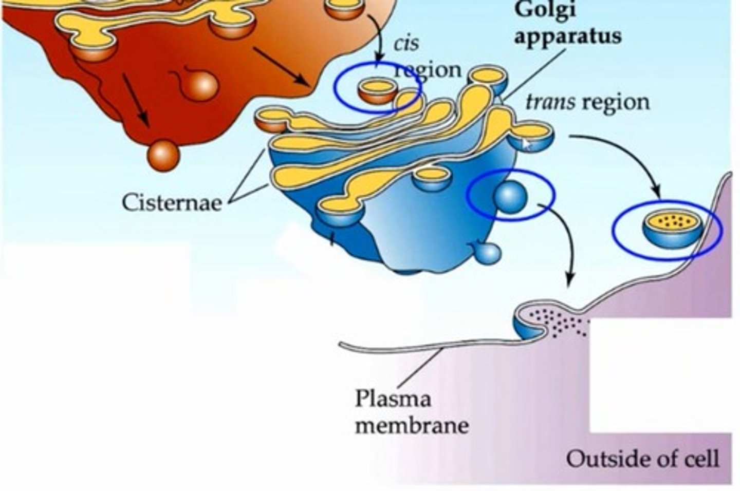 <p>modifies, sorts, and packages proteins and lipids for secretion or delivery to other organelles.</p>