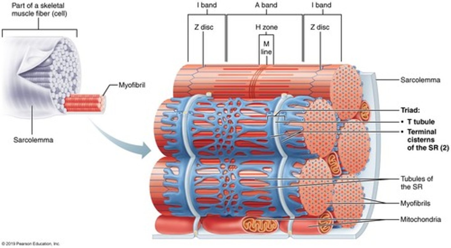 <p>Plasma membrane of the muscle fiber</p>