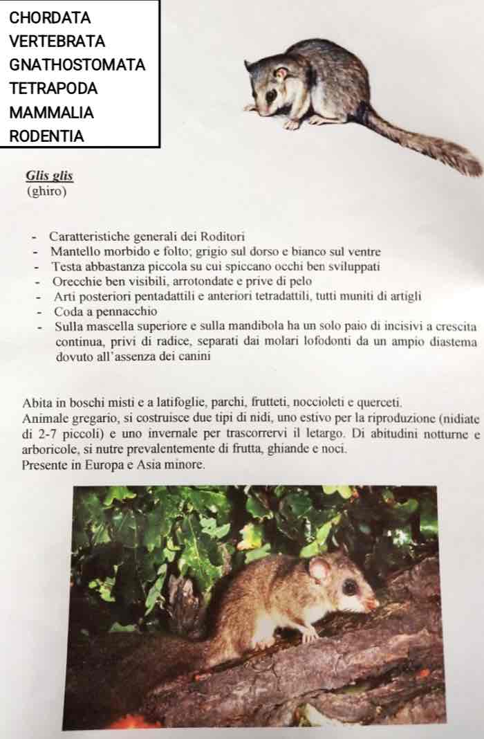 <p>Cordati</p><p>Vertebrati</p><p>Gnatostomi</p><p>Tetrapodi</p><p>Mammalia</p><p>Roodentia</p><p>glis glis (ghiro)</p>