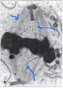 <p>Identify the specific structure</p>
