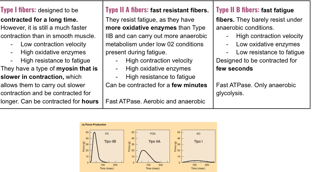 <p>You can change between type B to A during resistance training but not between types I and II</p><p>When you do force training, you generate more myofibrils in parallel, the dimaete of the muscle fibers increases, having more force but not as much velocity. </p><p></p>