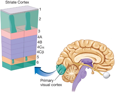 - Hluti af frumsjónberki (primary visual cortex)
- Innihalda frumur sem taka við upplýsingum frá litnæmum hnoðfrumum (color-sensitive ganglion cells)
- Inniheldur 2500 einingar (modules)
- Stærð eininganna er um 150 þús. frumur
- Hver eining greinir tiltekin einkenni og fær upplýsingar frá litlum hluta sjónsviðs