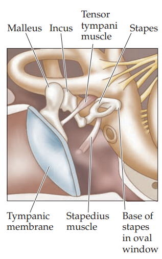 <p>3 ossicles (malleus, incus and stapes) which are the smallest ponds in the body</p><p>transmit tympanic membrane vibrations to the oval window</p>