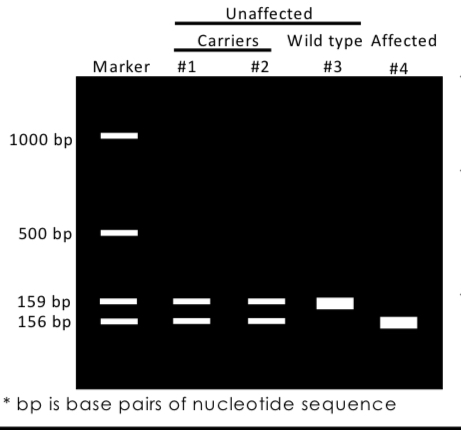 <p>A laboratory method used to separate DNA fragments based on their size, where smaller fragments travel further through the gel. Individuals that are heterozygous for an allele are represented by two bands on gel, homozygous by 1.</p>