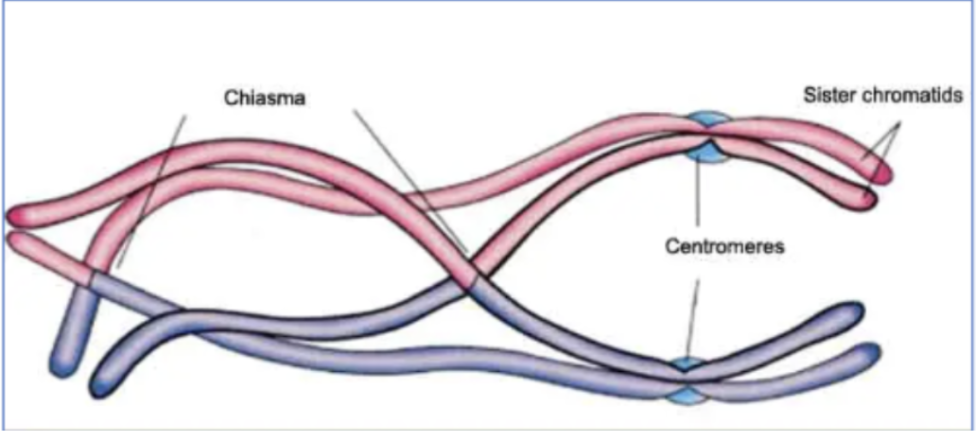 <ul><li><p>points of contact between non-sister chromatids; leads to recombination</p></li><li><p>chiasmata: plural, chiasma: singular</p></li></ul><p></p>