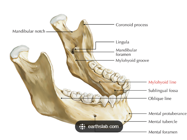 <p>the mylohyoid ridge (internal oblique) extends from which surface of the mandible?</p>