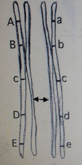 <p>If crossing over occurred at the point indicated, what would the genotypes of the resulting chromosomes be? (The double arrow indicates the precise point where the strands of the non-sister chromatids break and exchange.)</p>