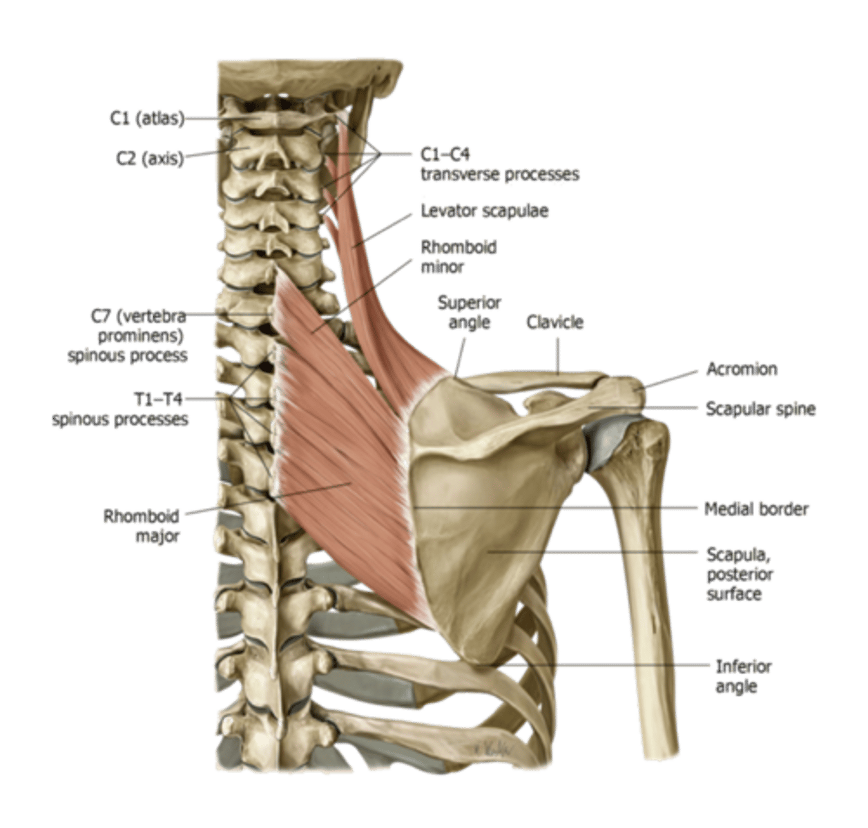<p>Unilaterally:</p><p>Elevate and Downwardly rotate the Scapula</p><p>Laterally Flex and Rotate the head and neck same side.</p><p>Bilaterally: Extend the head and neck</p>