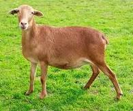 <p>true hair sheep</p>