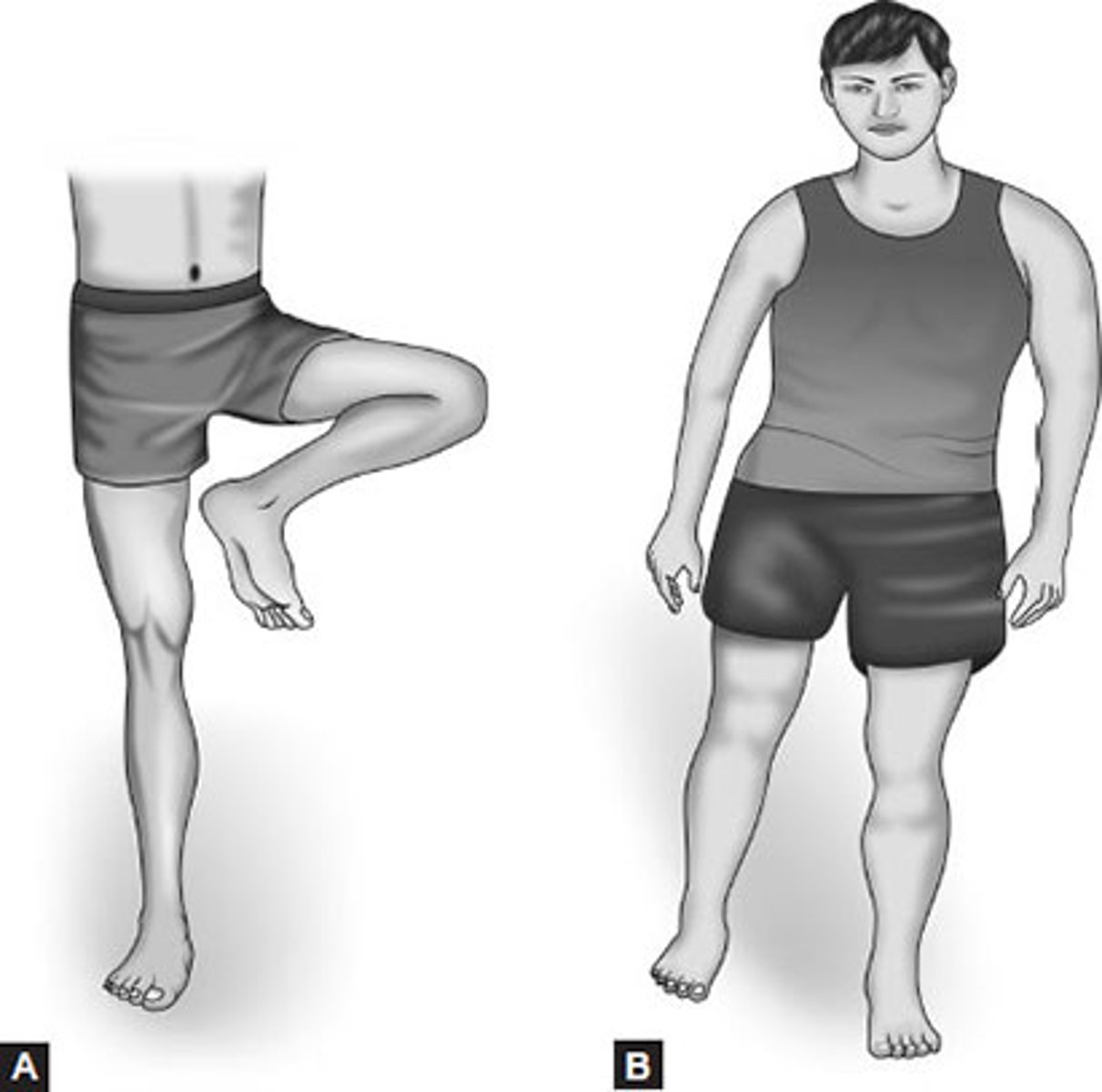 <p>-Hip ext/ADD/IR</p><p>-Knee extension</p><p>-Ankle PF, Inv</p><p>-Toe extension</p>