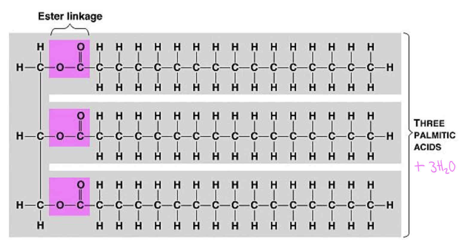 <p>The bond formed is called an <strong>ester bond.</strong> The ester bond can be broken by hydrolysis. A triglyceride has three ester bonds. (<em>must be able to circle the atoms which make up an ester bond)</em></p><p><em>Glycerol and fatty acids are not polymers as they have different structures.</em></p>