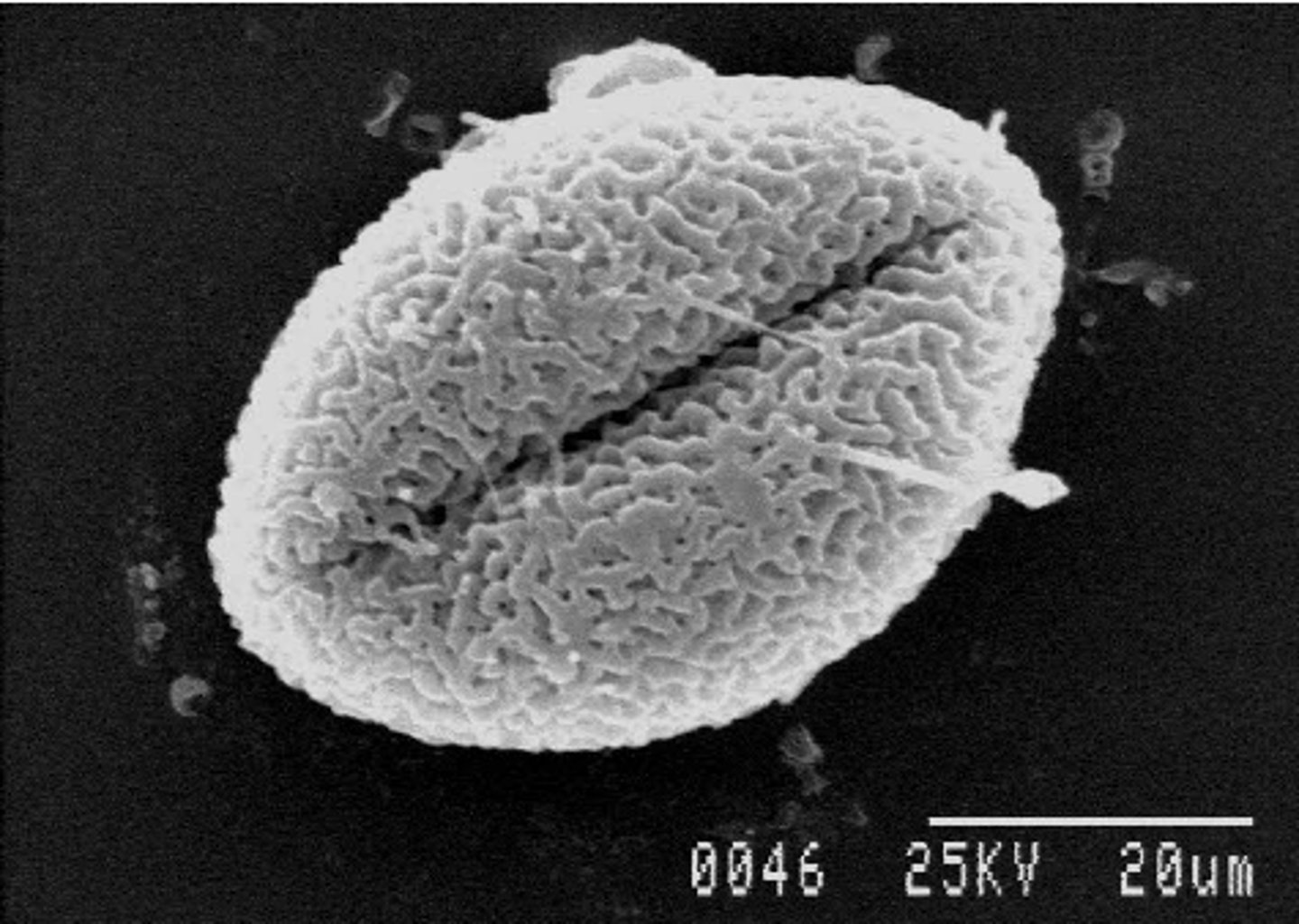 <p>having one long furrow; typically describes type of pollen</p>