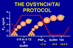 <p>What does TAI stand for in this diagram?</p>