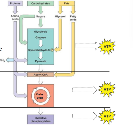 <p>production of organic fuels</p><p>glycolysis</p><p>citric acid (krebs) cycle</p><p>oxidative phosphorylation</p>