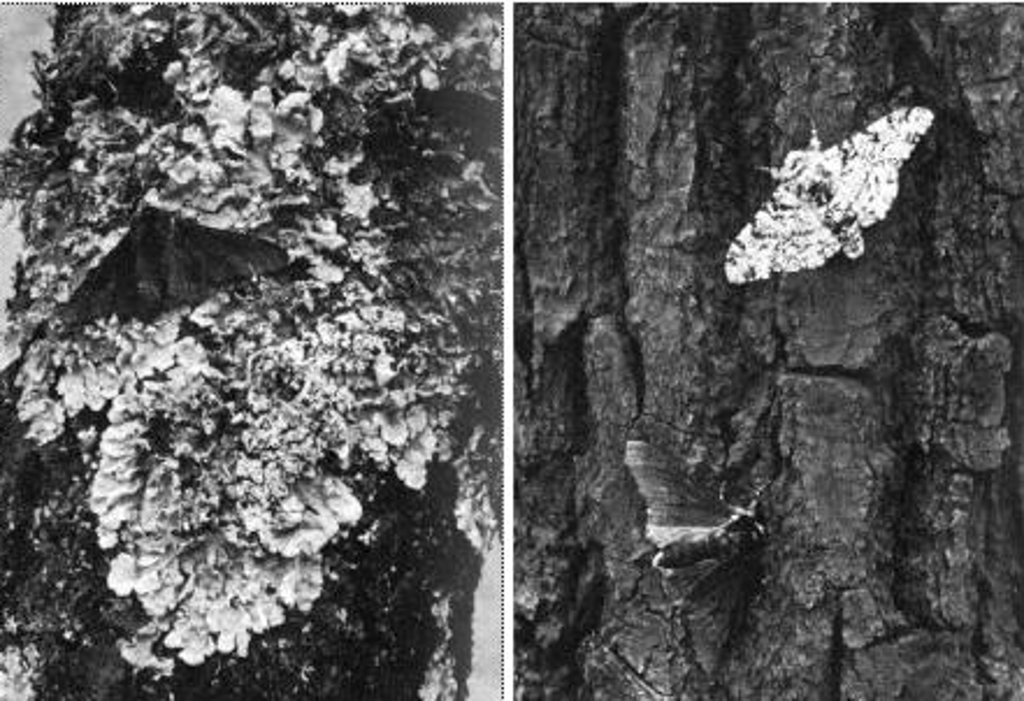 <p>1. genetic variation</p><p>2. environmental challenges</p><p>3. competition 4. "survival of the fittest"</p>