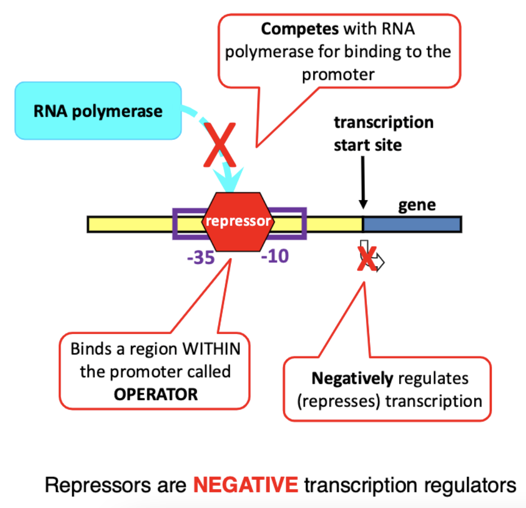 <p>compete with RNA polymerase for binding to the promoter consequently negatively regulates/represses transcription</p>