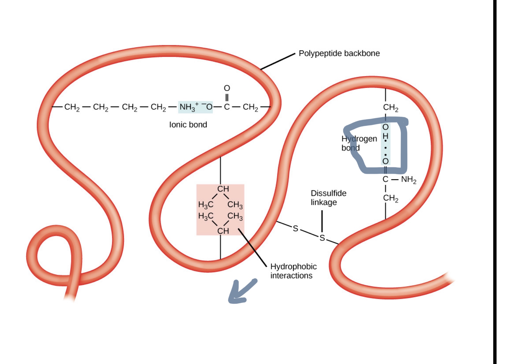 * held together by everything But non covalent bonds 
* Shaped bcc of side chain interactions