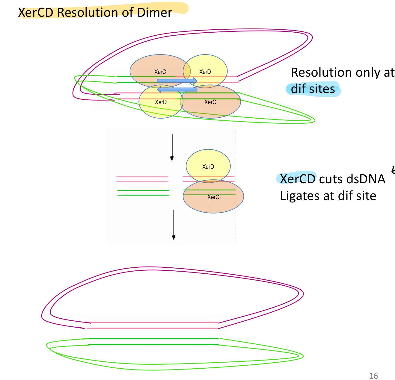 <p>Xer C + D cut dsDNA at <em>specific </em><strong>dif sites</strong> —&gt; REVERSE CROSSOVER = <strong>Ligates at dif sites</strong></p><p>= 2 separate chromosomes instead of 1 dimer</p>