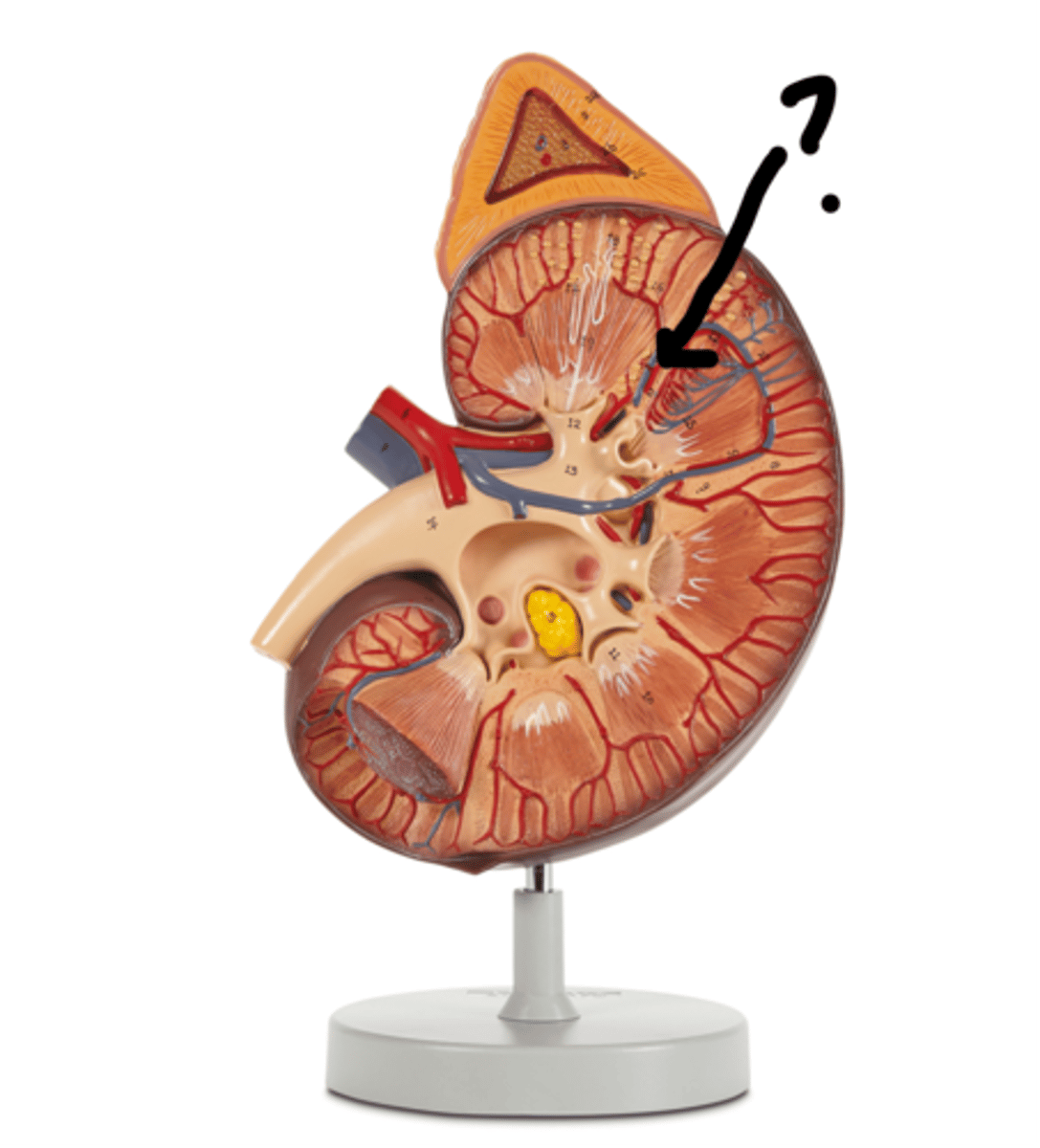 <p>Name this vessel</p>