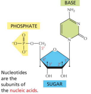 <ol><li><p>Pentose sugar</p></li><li><p>Phosphate group (1, 2, or 3)</p></li><li><p>Nitrogenous base</p></li></ol><p></p>