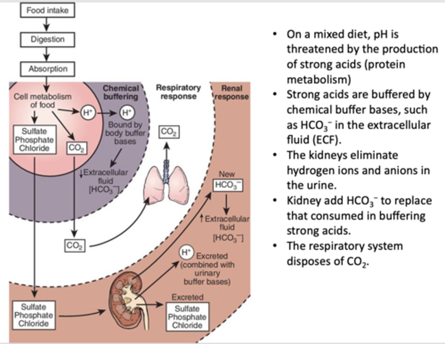 <p>Kidneys</p>