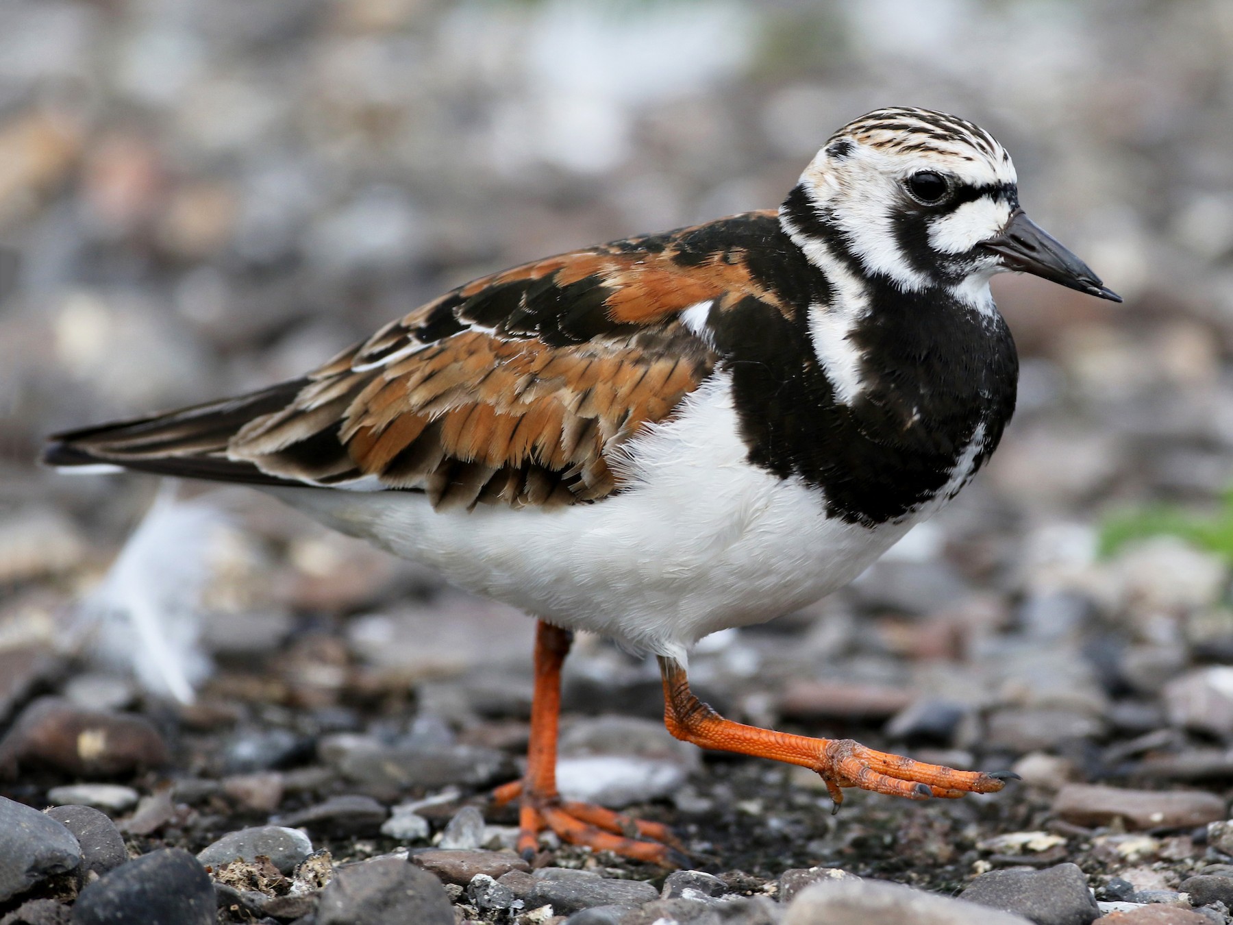 Ruddy Turnstone