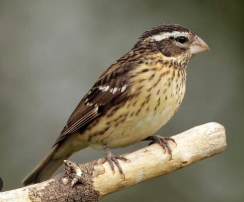 <p>Rose-Breasted Grosbeak&nbsp;</p><p>(pinkish seed eating beak, red on chest, white belly, black and white wings)&nbsp;</p>