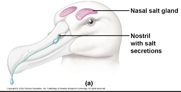 <ul><li><p>Rely on specialized nasal salt glands that actively remove excess NaCl from the blood by producing a highly concentrated salt solution that is excreted through the nostrils</p></li><li><p>This secretion is often more concentrated than seawater, allowing them to eliminate excess solutes while conserving water</p></li></ul><p></p>