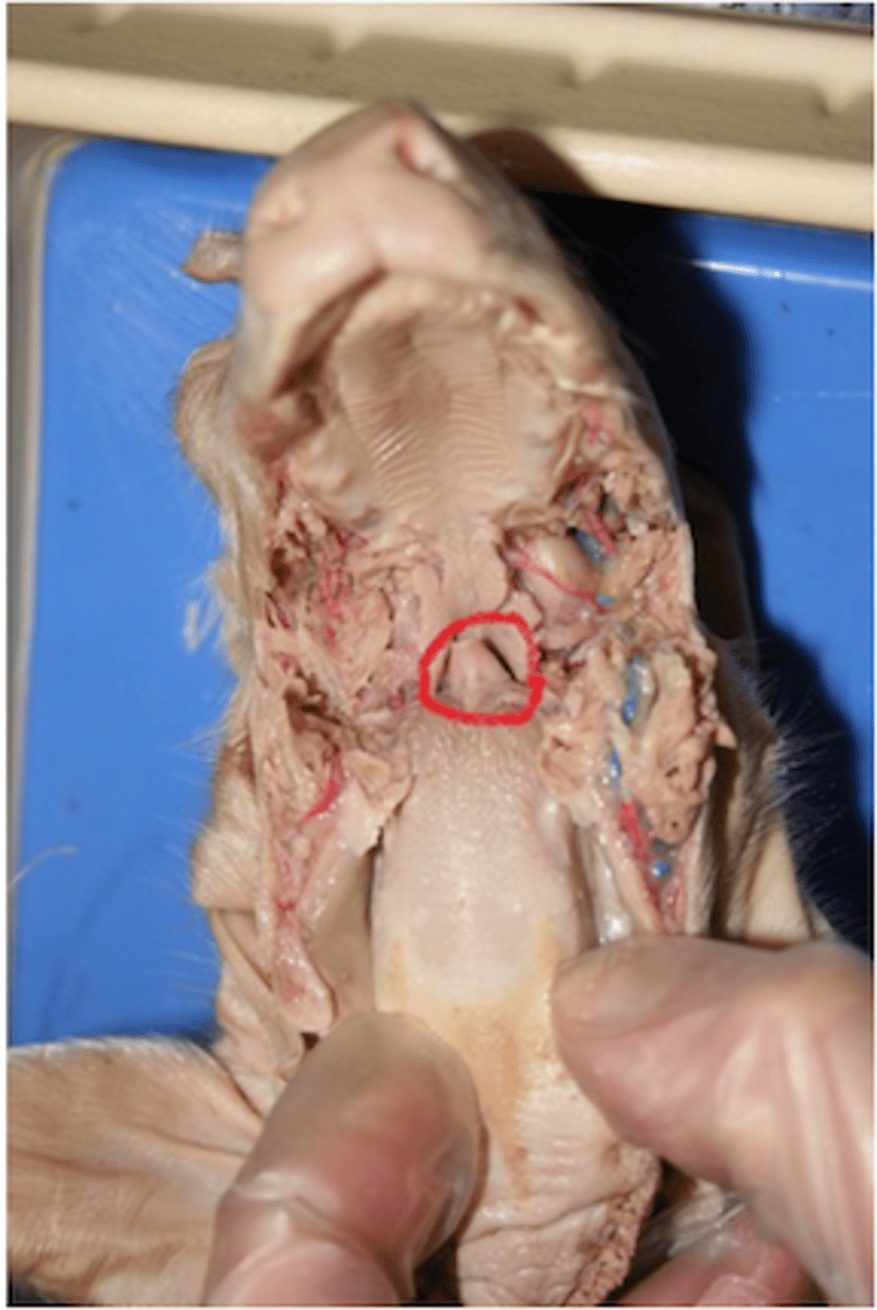 <p>Prevents food from entering lower respiratory system by covering glottis when swallowing; directs food to esophagus</p>