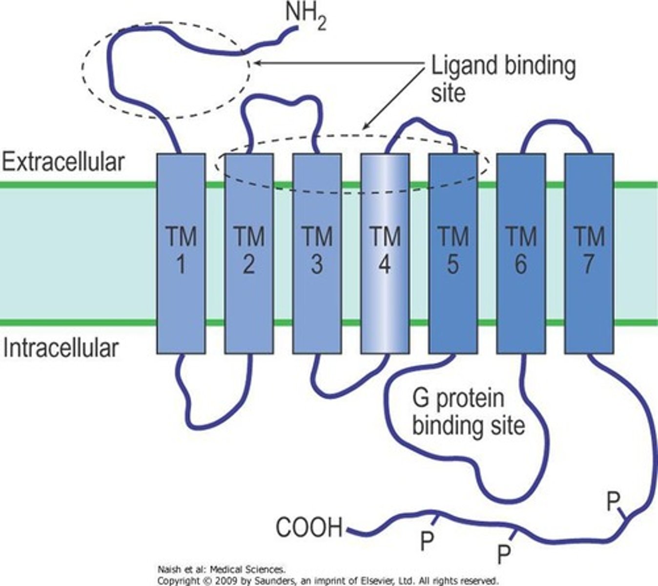<p>a cell-surface transmembrane receptor that works with the help of a G protein</p><p>- contain 7 transmembrane spanning segments</p><p>- the N terminus faces the extracellular space and contains the ligand-binding domain</p><p>- the C terminus is on the cytosolic side and is associated with 2nd messenger generating G-proteins</p><p>- 2nd messenger systems mediate a series of steps leading to the final hormonal action</p><p>- effects can be inhibitory or stimulatory</p>