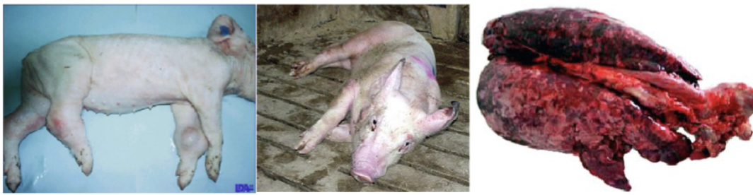 <p>Meningitis, tilted head, convulsions, arthritis, abortions, endocarditis, pneumonia </p>