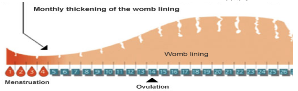 <ul><li><p>Ovulation → egg goes through fallopian tube → released from the ovary</p></li><li><p>Meet sperm → fertilises in fallopian tube OR no sperm → continues along fallopian tube</p></li></ul><p></p>
