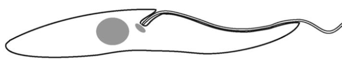 <p>What tryponosome cell form is this?</p>