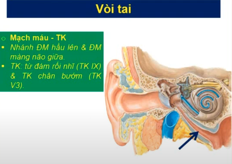 <p>Vòi tai chỉ mở ra khi nào ?</p><p>Động tác mở vòi tai do cơ nào thực hiện ?</p><p>Chức năng của vòi tai là gì ? </p>