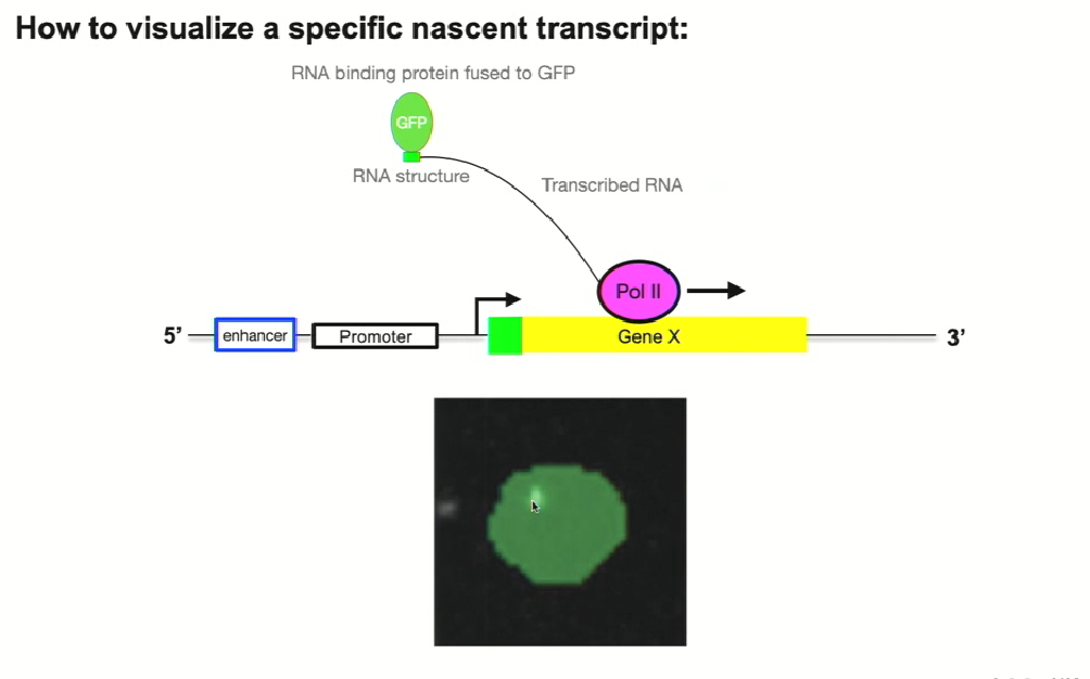<ul><li><p>Investigators introduced a DNA sequence that, <strong>when transcribed into RNA, would fold into a recognized secondary structure in the RNA</strong> that is being synthesized when that gene becomes activated</p></li><li><p>At the same time,<strong> they could express a GFP tag RNA binding protein that recognizes that structure specifically</strong></p></li><li><p>SO,<strong> once the gene starts being transcribed and it forms that RNA and the RNA folds into secondary structure, the GFP labelled protein will bind to that region giving you a readout of the prescence of that RNA</strong></p></li><li><p>by using computational methods, you can get rid of all background GFP signals to focus on the GFP interacting with that particular segment</p></li></ul><p></p>