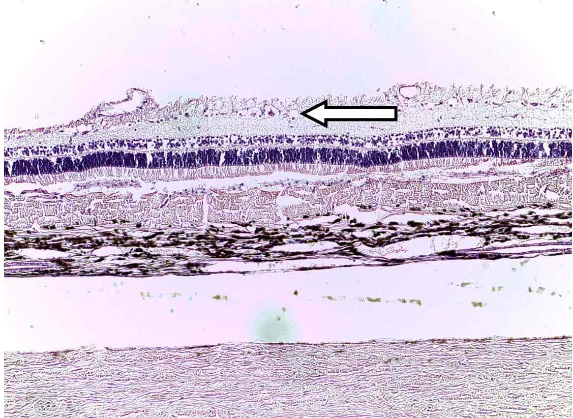 <p>name the specific layer of cells</p>