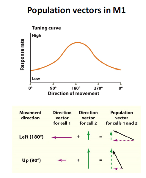 <p>neurons responsible for moving to the left and neurons that are responsible for moving up would work together (in vectors) to make an angle.</p>