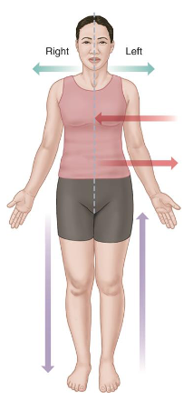 <ul><li><p>Standing upright with arms at sides.</p></li><li><p>Face, palms, and feet face forwards.</p></li><li><p>It is used when communicating between health professionals.</p></li><li><p>Right and left are the patient’s right and left.</p></li></ul><p></p>
