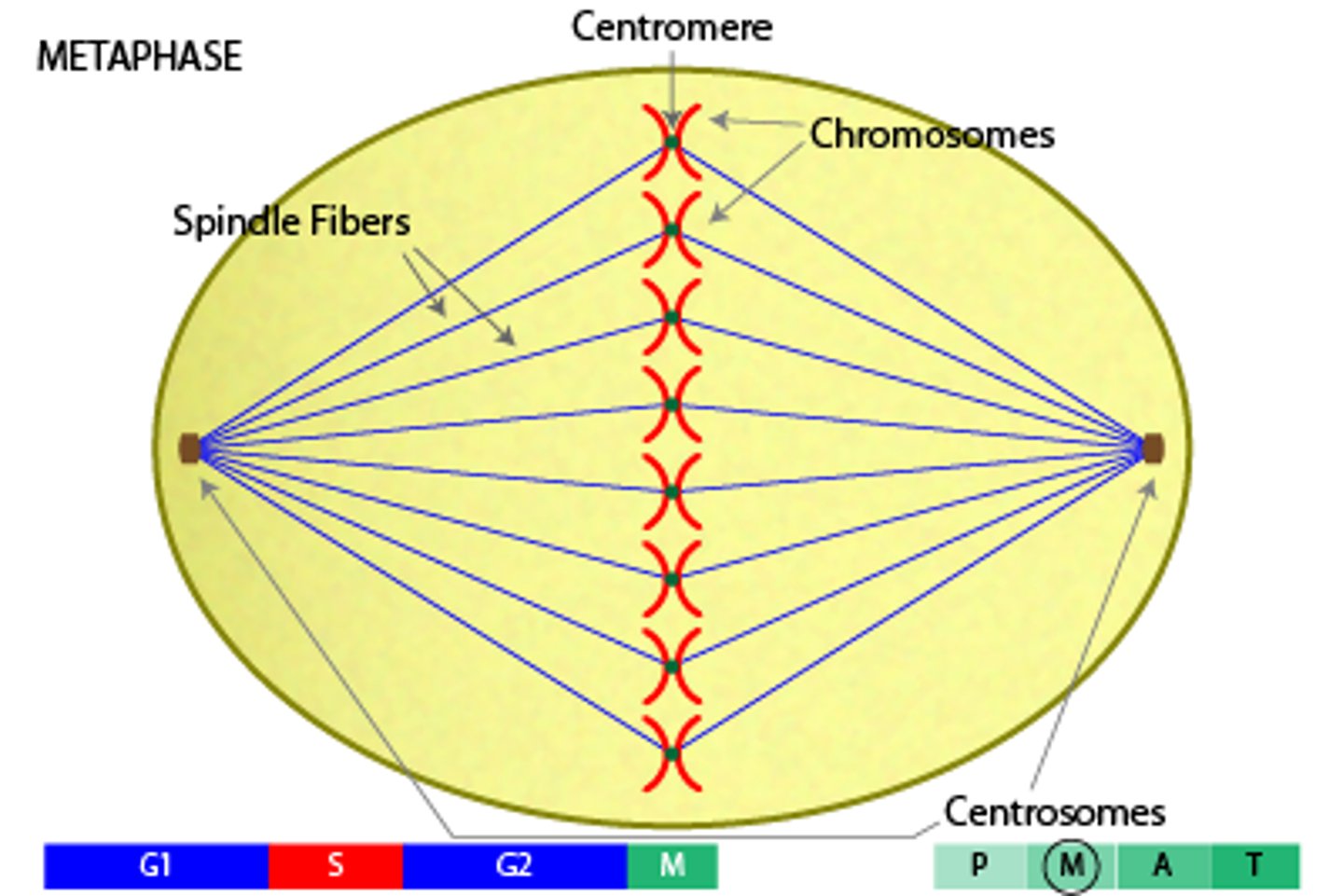 <p>one of the microtubules that extend across a dividing eukaryotic cell; originates from centrioles in animal cells; assists in the movement of chromosomes</p>